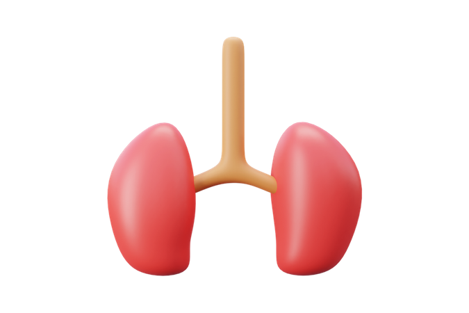 Human Kidney  3D Icon