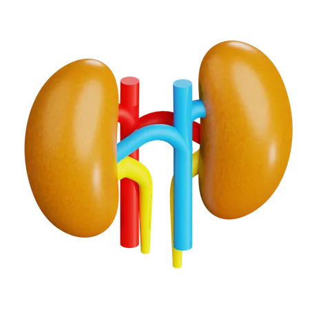 Human Kidneys  3D Icon