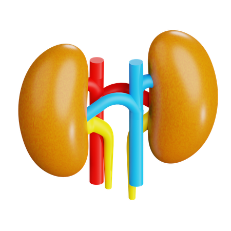 Human Kidneys  3D Icon