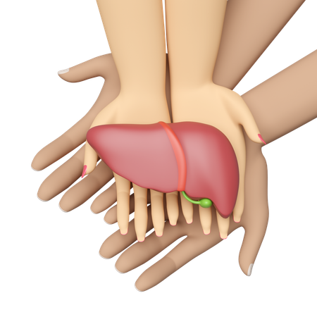 Human Liver  3D Icon