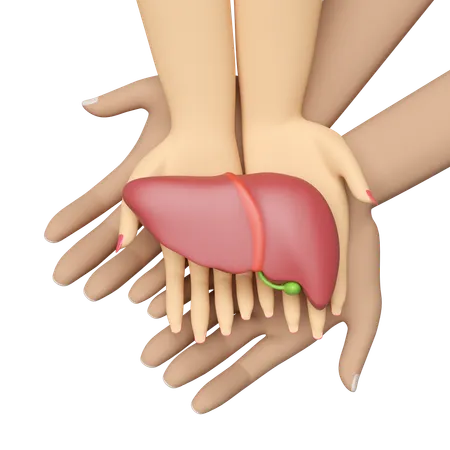 Human Liver  3D Icon