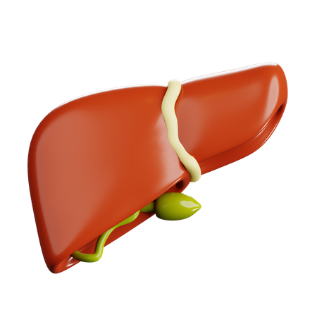 Human Liver  3D Icon