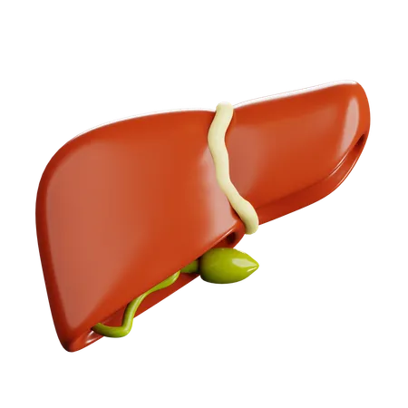 Human Liver  3D Icon