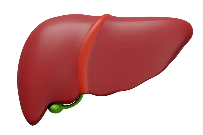 Human Liver  3D Icon