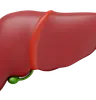 Human Liver