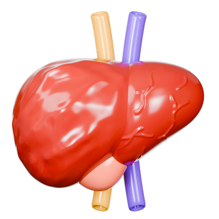 Human Liver  3D Icon