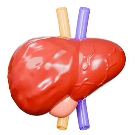 Human Liver  3D Icon
