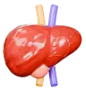Human Liver