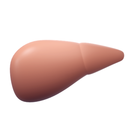Human Liver  3D Icon