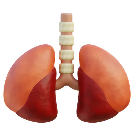 3 D Illustration Of Human Lungs With Trachea Finely Detailed To Show The Respiratory Systems Anatomy 3D Icon