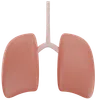 Human Lungs