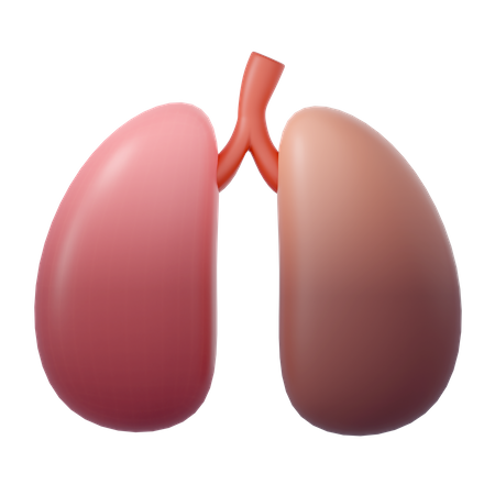 Human Lungs  3D Icon