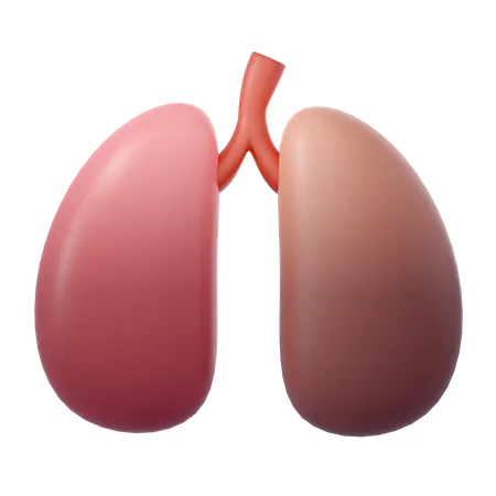 Human Lungs  3D Icon