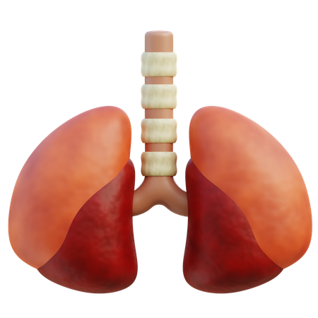 Human Lungs  3D Icon