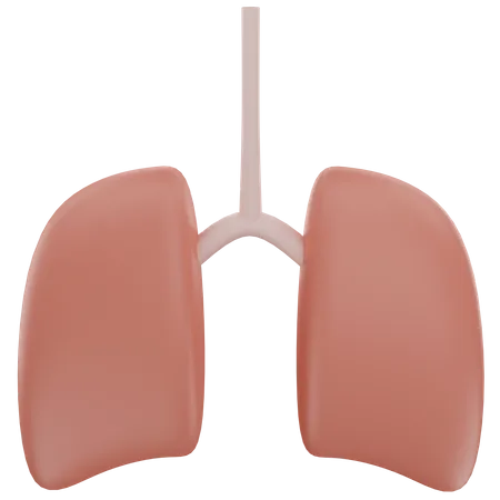 Human Lungs  3D Icon