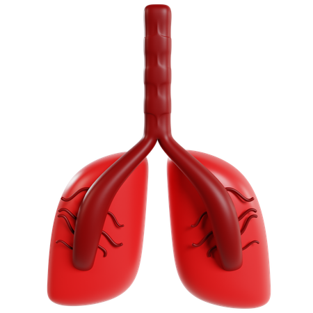 Human Lungs Model  3D Icon