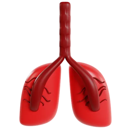 Human Lungs Model  3D Icon