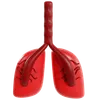 Human Lungs Model