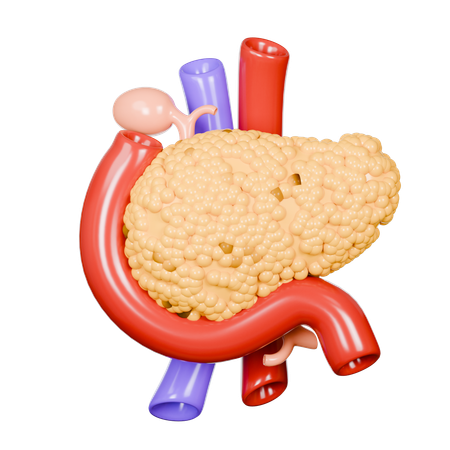 Human Pancreas  3D Icon