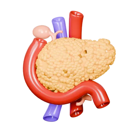 Human Pancreas  3D Icon