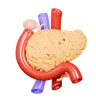 Human Pancreas