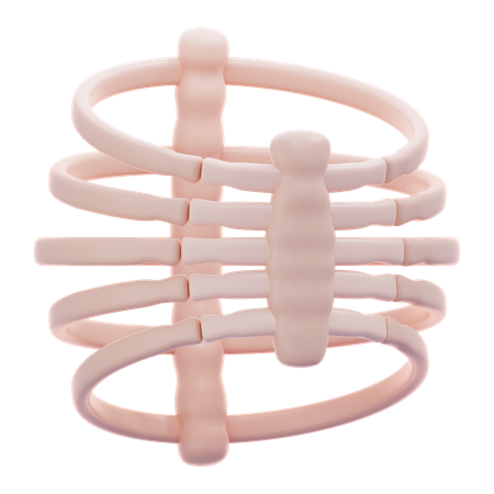 Human Rib Bone  3D Icon