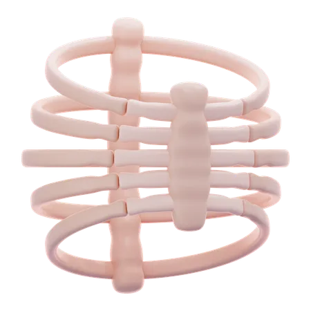 Human Rib Bone  3D Icon