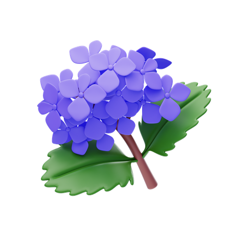 Hydrangea  3D Icon