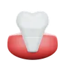 Incisor Tooth