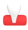 Incisor Tooth