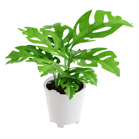 Indoor Plant  3D Icon