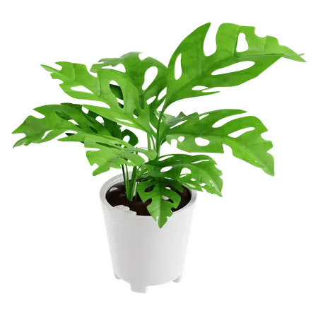 Indoor Plant  3D Icon