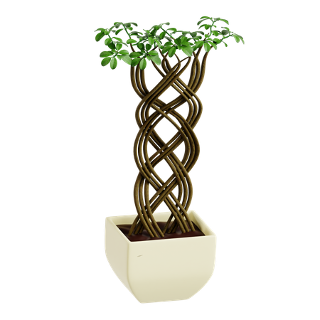 Indoor Plant  3D Icon