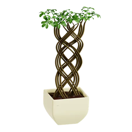 Indoor Plant  3D Icon