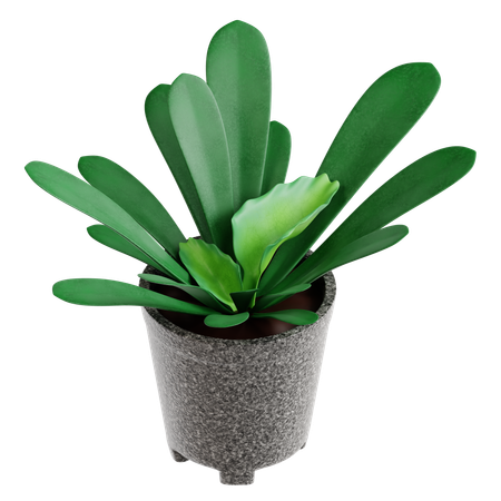 Indoor Plant  3D Icon