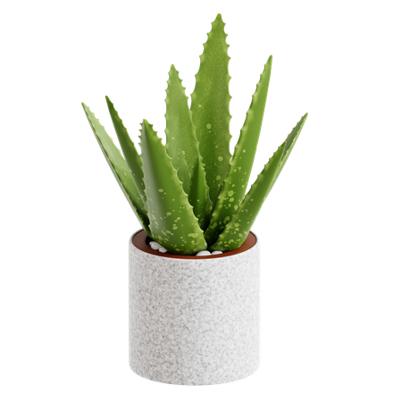 Indoor Plant  3D Icon