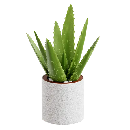 Indoor Plant  3D Icon