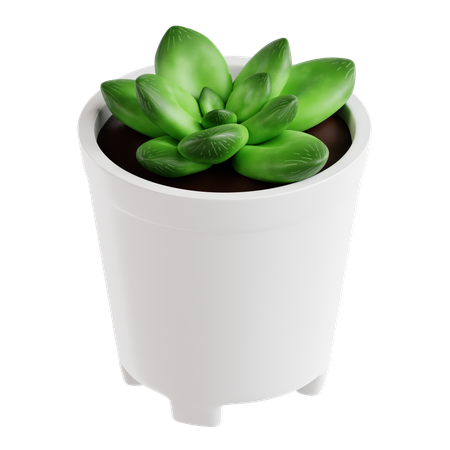 Indoor Plant  3D Icon