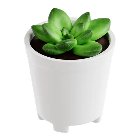Indoor Plant  3D Icon