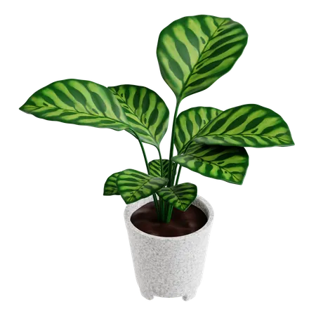 Indoor Plant  3D Icon