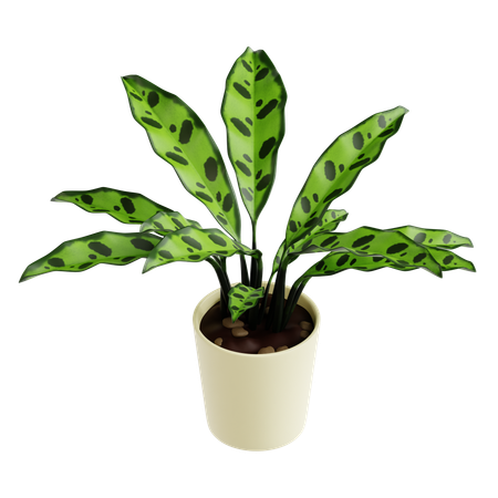 Indoor Plant  3D Icon