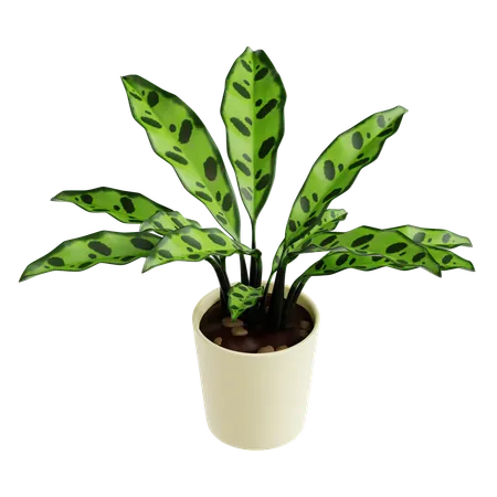 Indoor Plant  3D Icon
