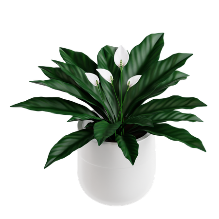 Indoor Plant  3D Icon