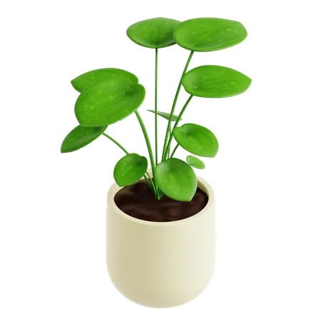 Indoor Plant  3D Icon