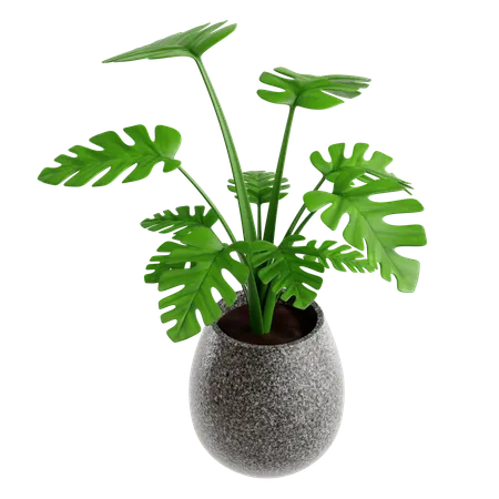Indoor Plant  3D Icon