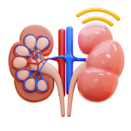 Infecção renal  3D Icon