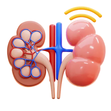 Infecção renal  3D Icon