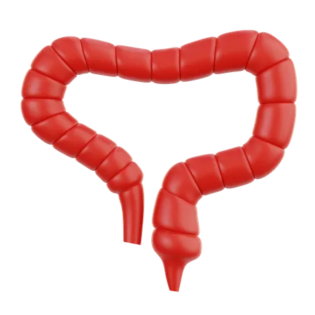 Intestine  3D Icon