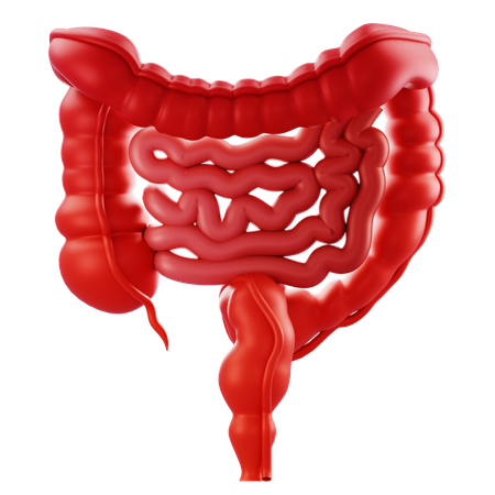 Intestine  3D Icon
