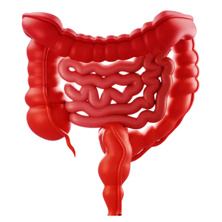 Intestine  3D Icon